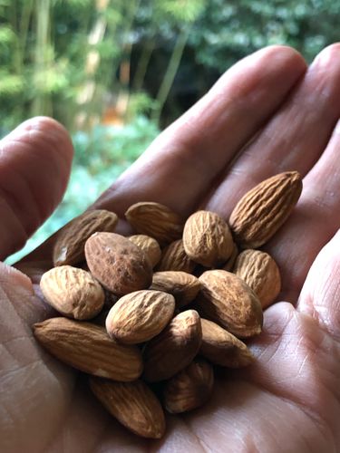 Customer photo review of Truly Raw Organic Almonds