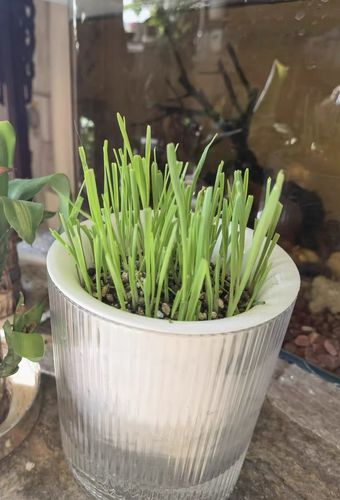 Customer photo review of MAYITWILL All in One Soil Free Cat Grass Grow Kit