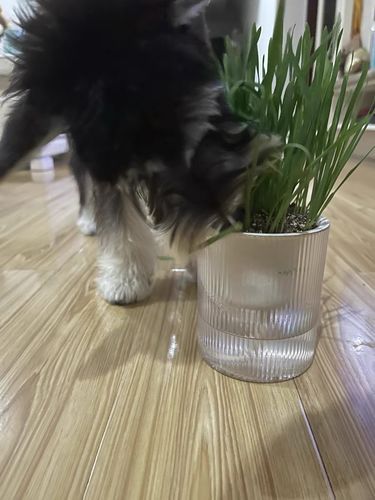 Customer photo review of MAYITWILL All in One Soil Free Cat Grass Grow Kit