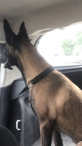 Customer photo review of COLLIER + LAISSE "BLACK ARMY"