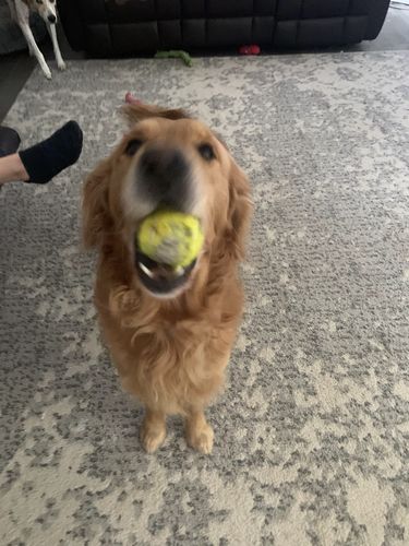 Customer photo review of Ball is life Tank Top