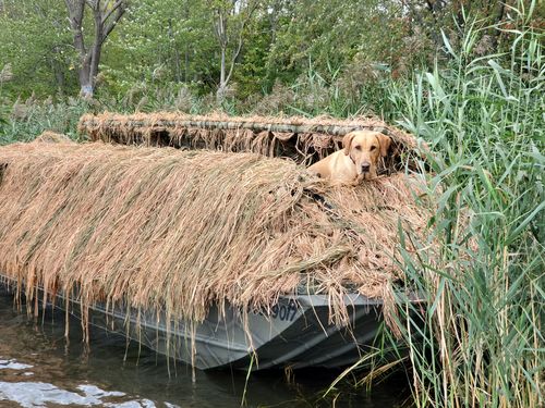 Customer photo review of Hunting Blind Raffia Grass (Pack)