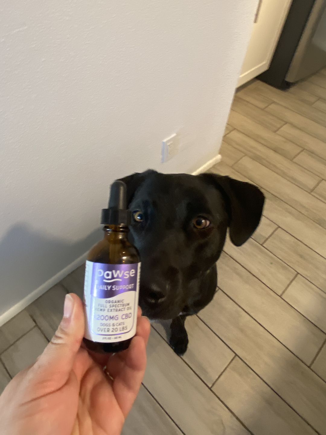 Customer photo review of Daily Support - Full Spectrum Hemp CBD Oil - For All Pets Over 20 Pounds