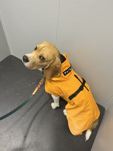 Customer photo review of Recovery Raincoat Orange for Dogs