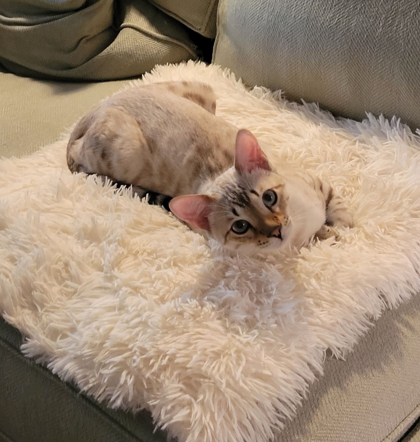 Customer photo review of 2-in-1 Soothing Cat Bed