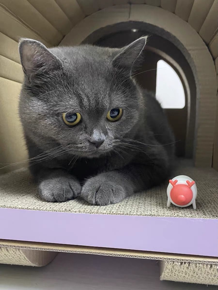 Customer photo review of Mayitwill Little Snow Monster Automatic Cat Toy