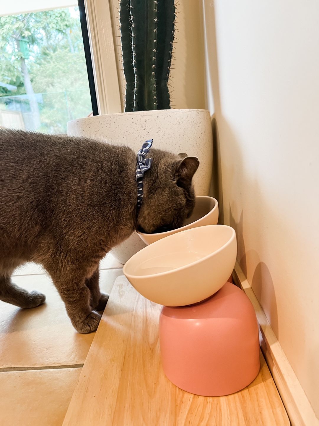 Customer photo review of Makesure Sugar Bean Ceramic Double Pet Food Bowl For Cats and Dogs