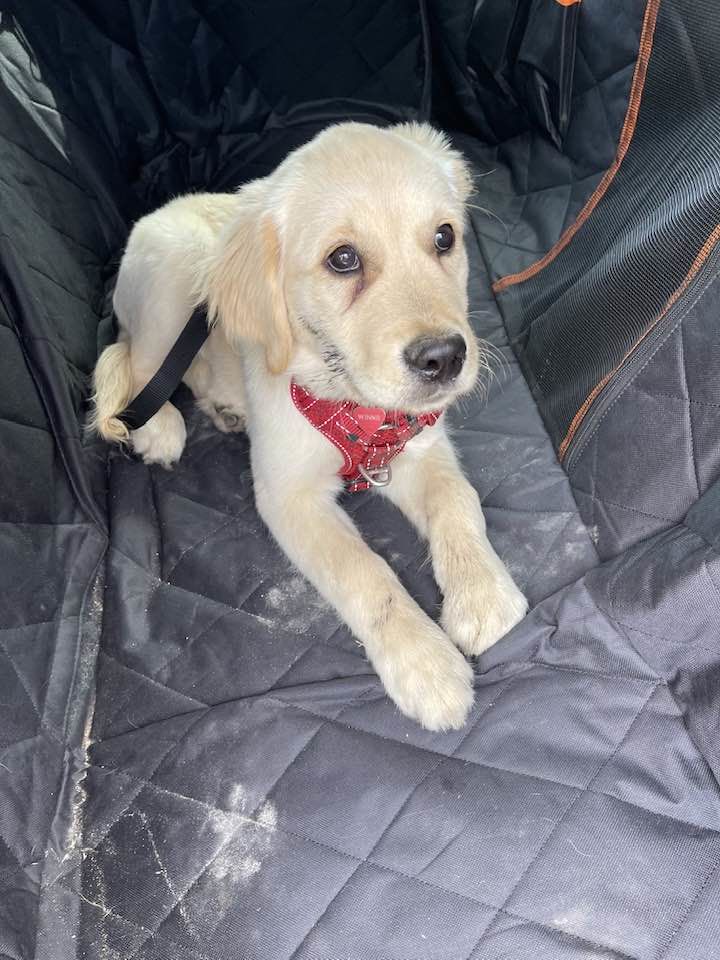 Customer photo review of Waterproof Pet Car Seat Cover With Mesh Window + Free Buckle Leash