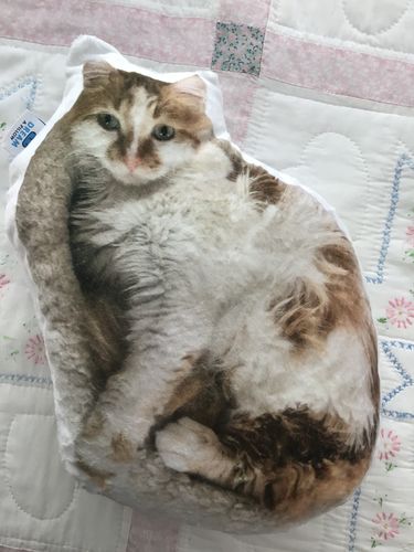 Customer photo review of Create A Custom Cat Pillow