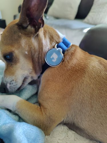 Customer photo review of Blue