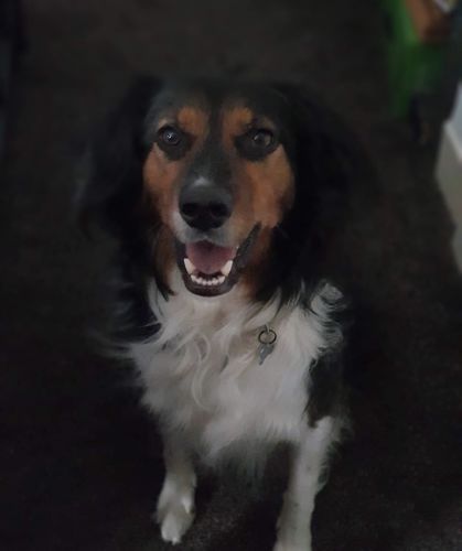 Customer photo review of Pooch's Handmade Dog Treats