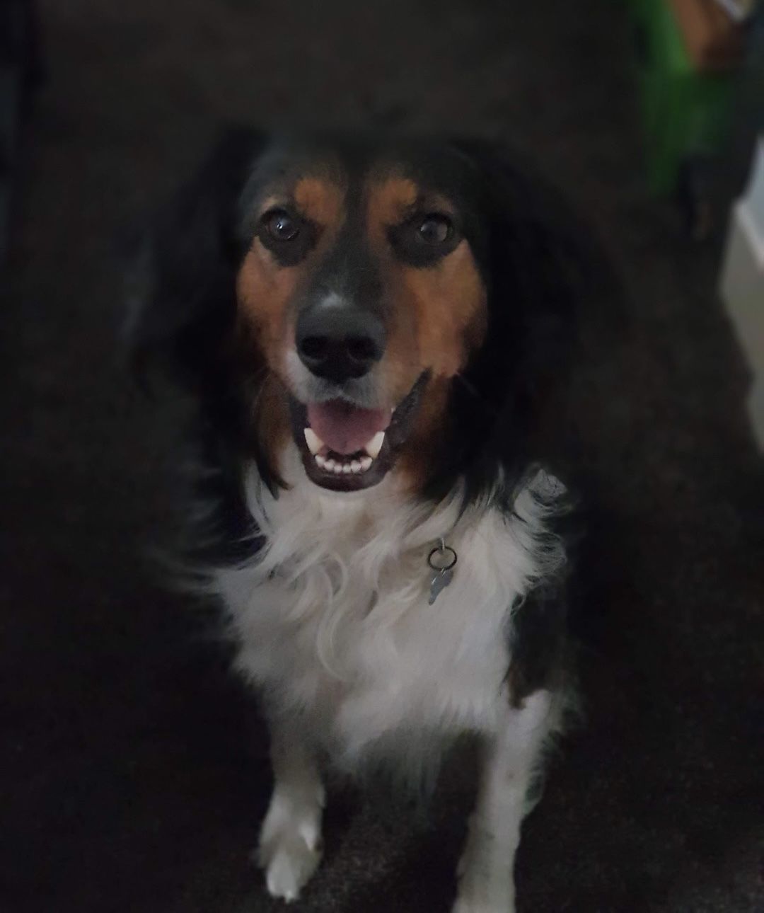 Customer photo review of Pooch's Handmade Dog Treats
