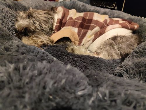 Customer photo review of Cama Antiestrés Para Perros