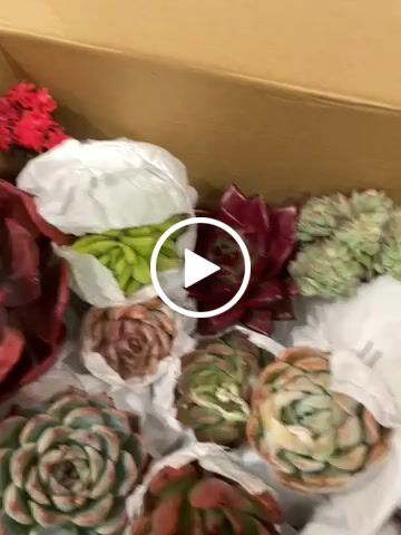 Customer video review of Echeveria Diamond State Variegata