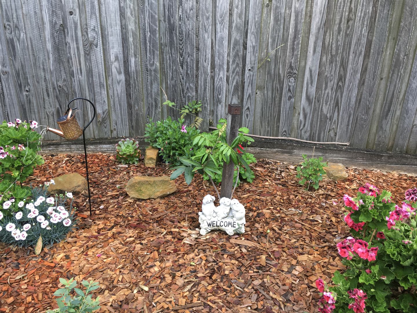 Customer photo review of Longanberry