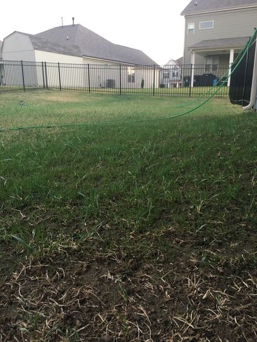 Customer photo review of GCI Turf Type Tall fescue Grass Seed