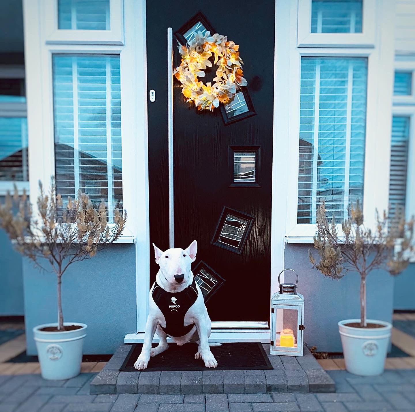 Customer photo review of PUPCO prime harness - Black