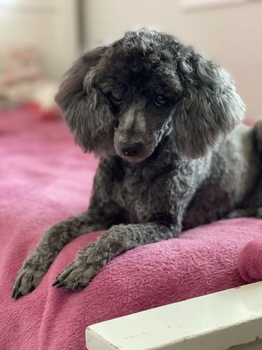 Customer photo review of Natural Spritz (Cologne for Dogs). A first-class fragrance for the most sophisticated of dogs!