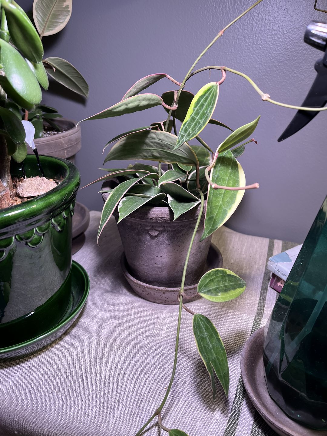 Customer photo review of 4" Hoya macrophylla 'Variegata'
