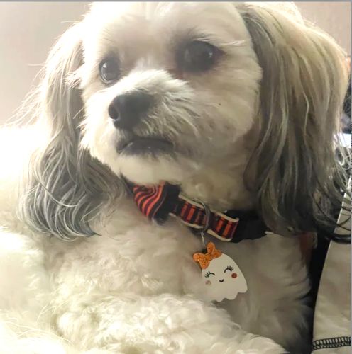 Customer photo review of Halloween resin acrylic dog tag