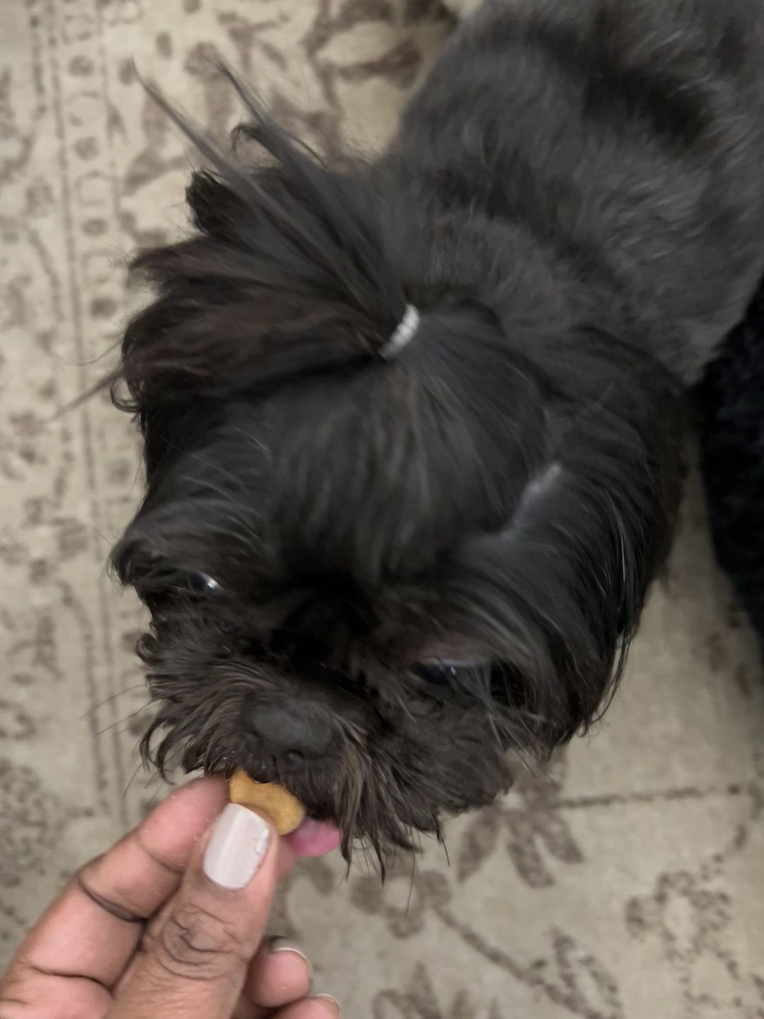 Customer photo review of Pumpkin Oat Paws