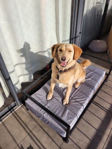 Customer photo review of Sofa Bellota Negro PETS