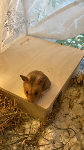 Customer photo review of Niteangel Bigger World MDF Terrarium Aspen Poplar Wooden Enclosure for Syrian and Dwarf Hamsters