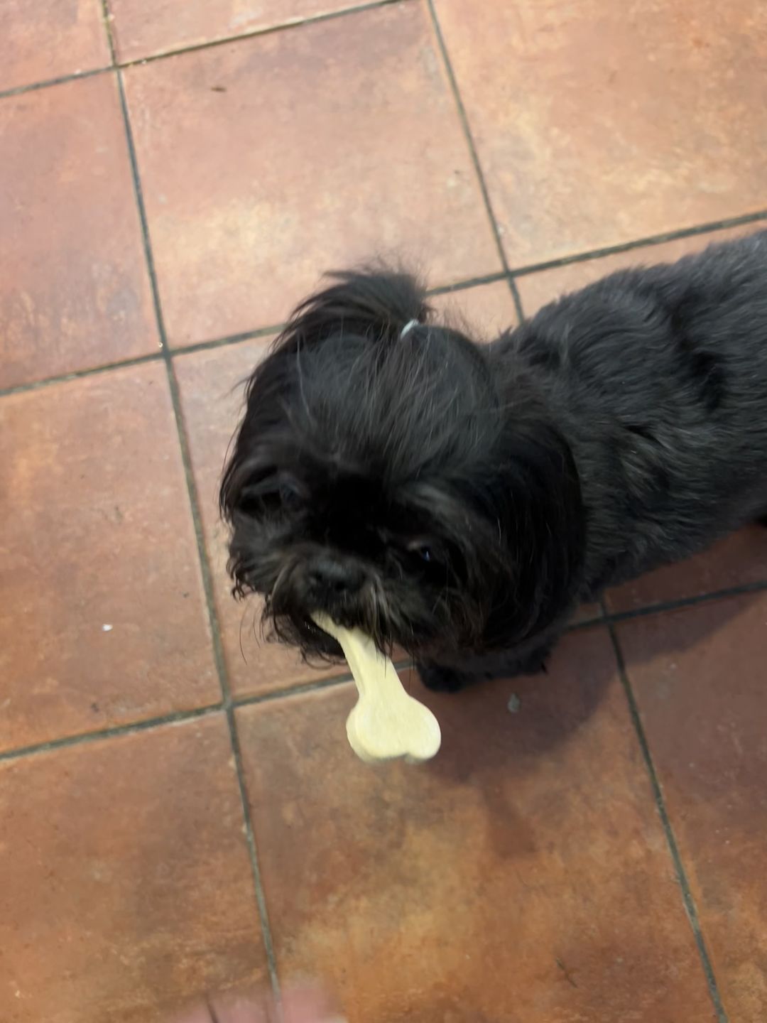 Customer photo review of Coconut Bones
