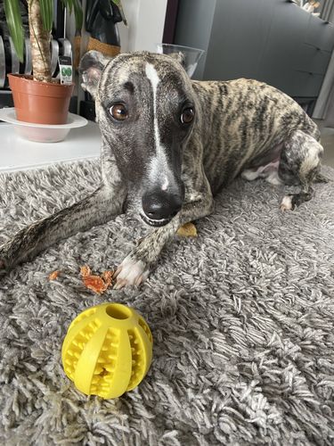 Customer photo review of Molar Balls