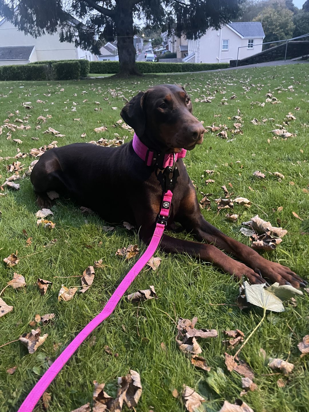 Customer photo review of 1.4m Swivel Combat Lead | Neoprene Lined, Secure Rated Clip with Soft Handle - Magentas