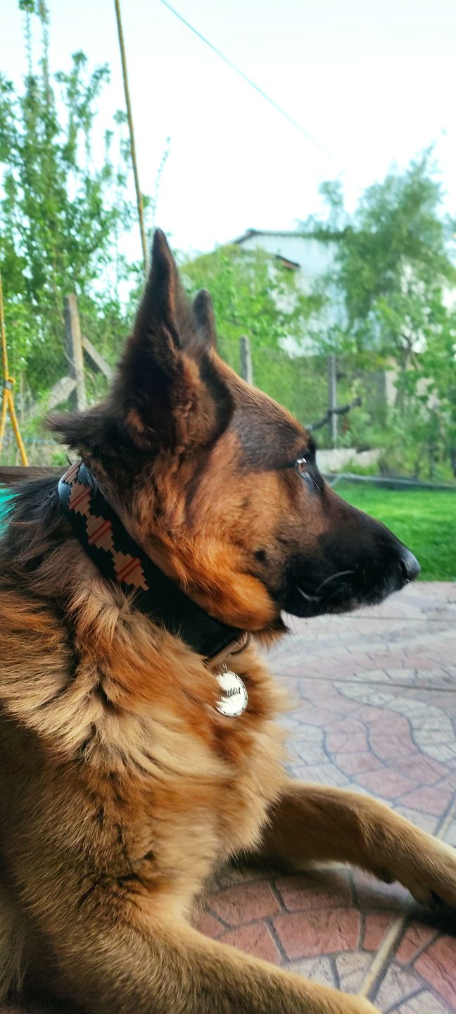 Customer photo review of Collar Toby Jeans/Jeans B27