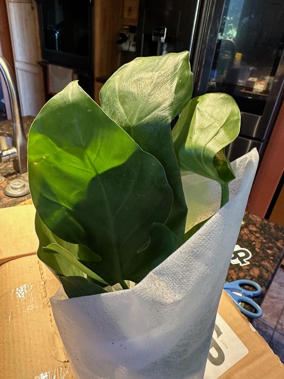 Customer photo review of 4" Philodendron giganteum