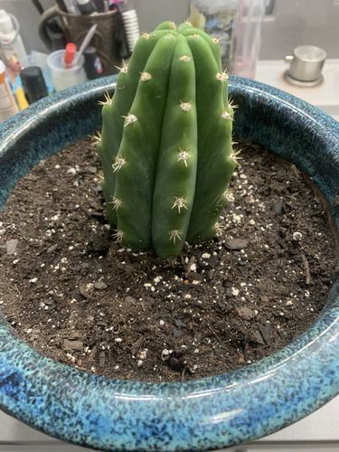 Customer photo review of San Pedro Cactus | Echinopsis pachanoi