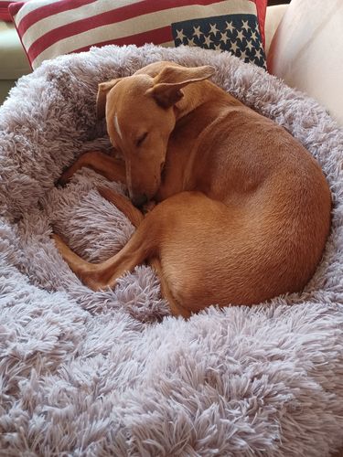 Customer photo review of Puppery Hundebett Wolke 7 - Das Original
