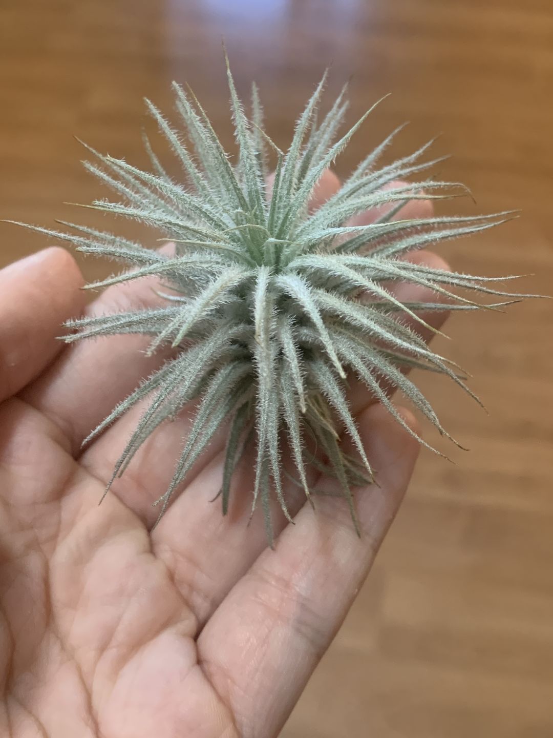 Customer photo review of Tectorum Ecuador  (AKA Snowball)