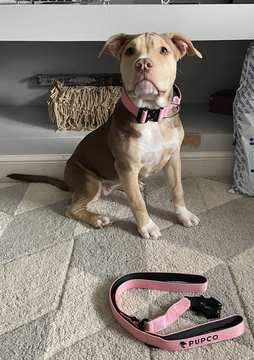 Customer photo review of PUPCO Performance collar with handle 4CM - Pink
