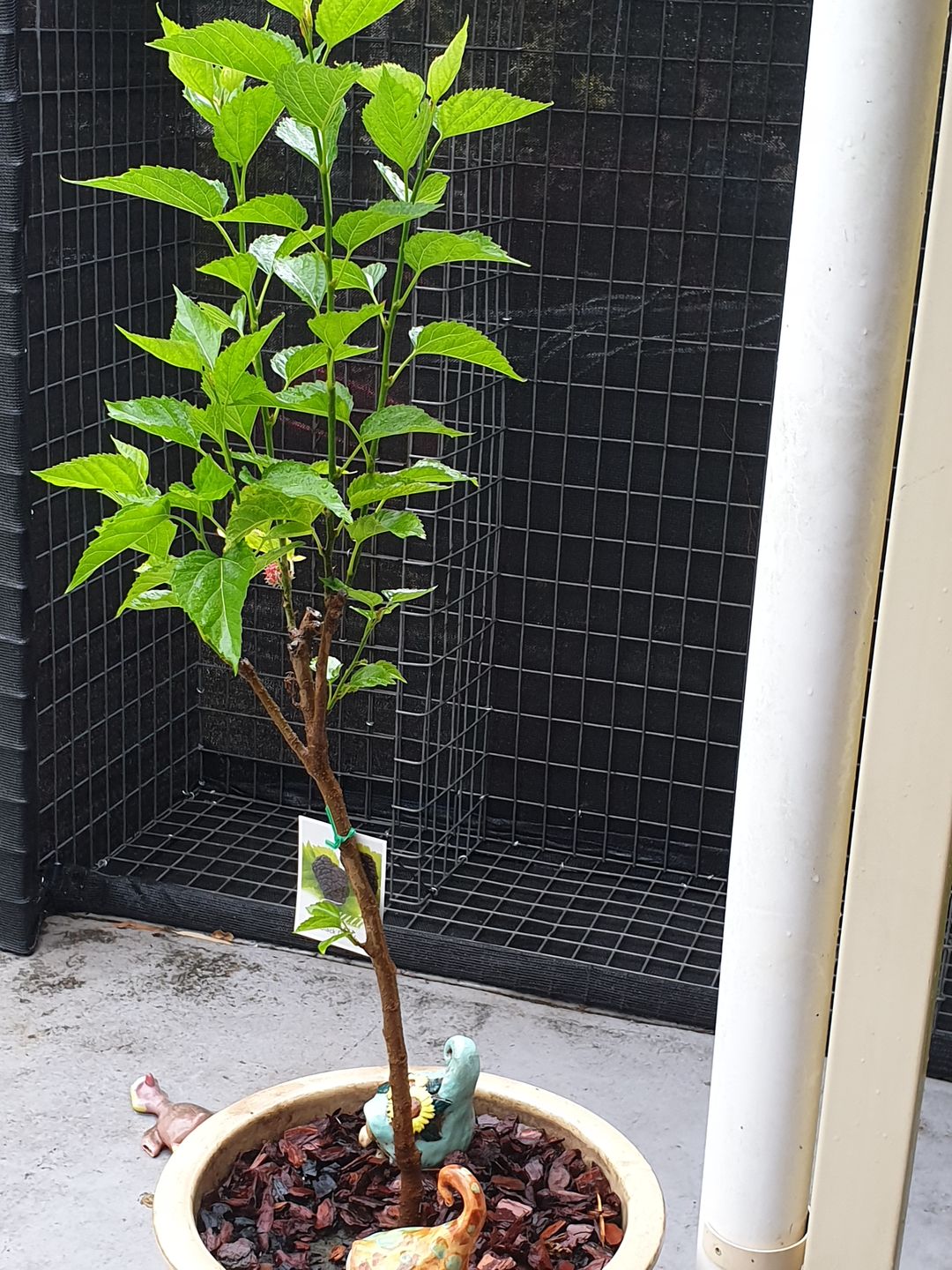 Customer photo review of Dwarf Mulberry - Black