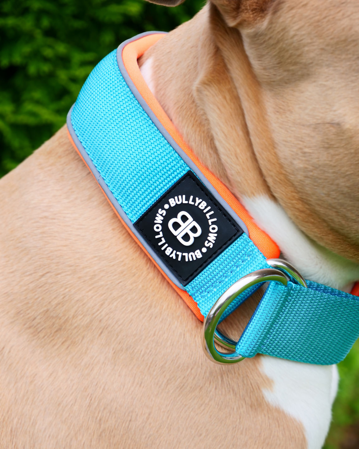 Customer photo review of 5cm Slip on Collar | Soft Padded & Reflective - Light Blue & Orange v2.0