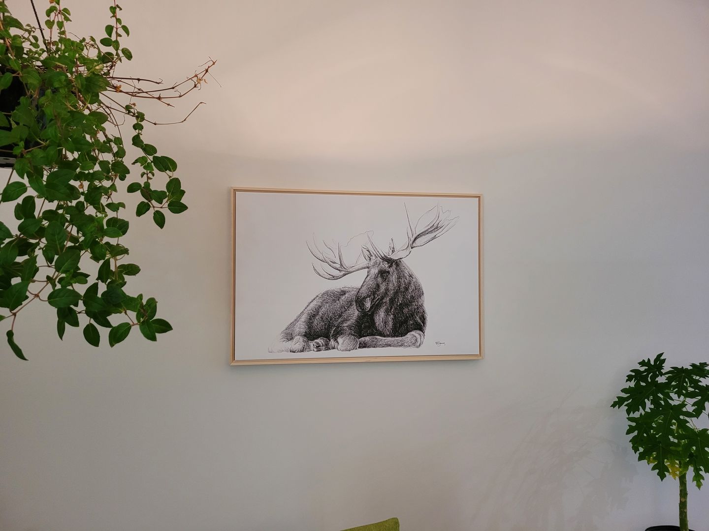 Customer photo review of Majestic Moose