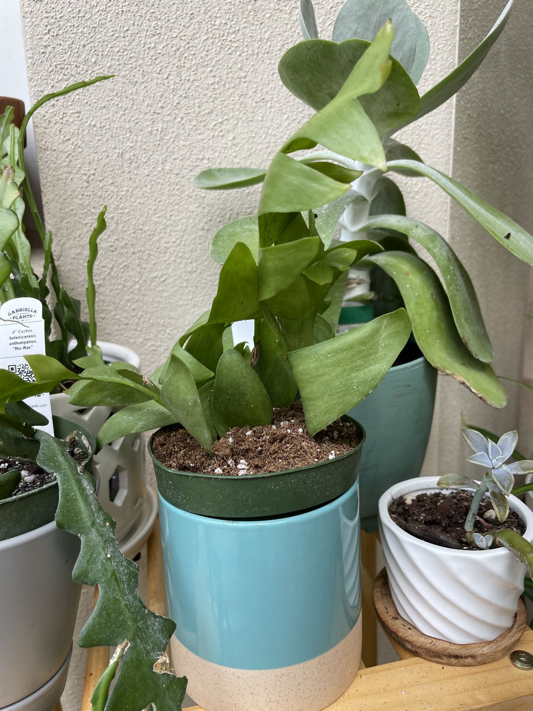 Customer photo review of 4" Cactus Selenicereus chrysocardium "Sharktooth"