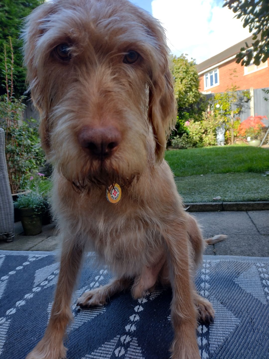 Customer photo review of Addison's Disease Dog Tag