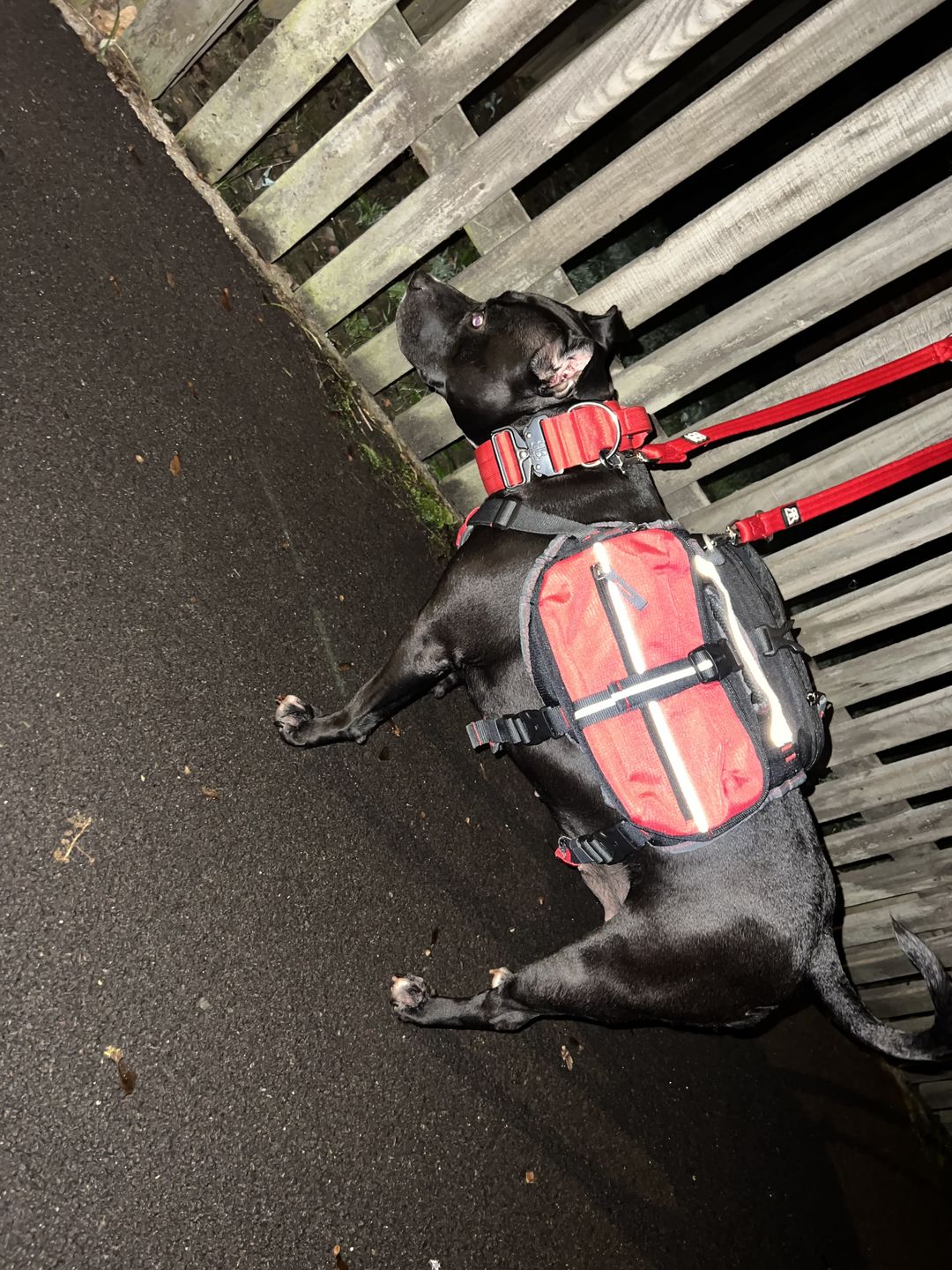 Customer photo review of Double Ended Training Lead | All Breeds - Durable & Soft 2m Lead - Red
