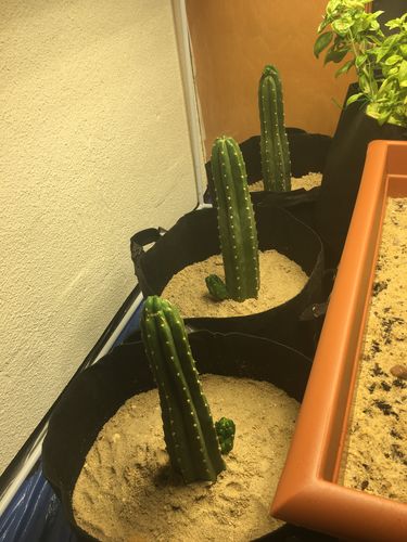 Customer photo review of San Pedro Cactus | Echinopsis pachanoi