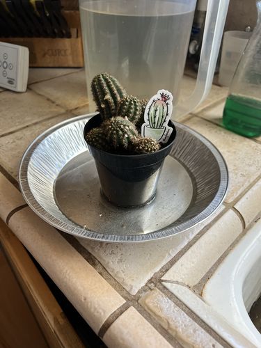 Customer photo review of Rose Quartz Cactus | Echinopsis Hybrid