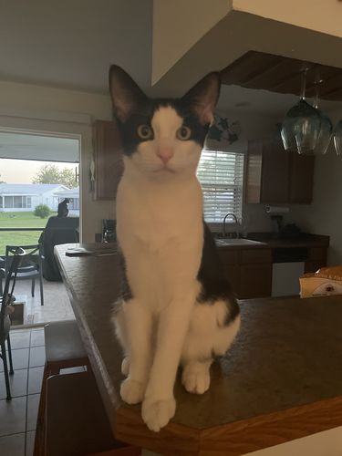 Customer photo review of Flaked Variety Pack, 2.8-oz, Case of 12