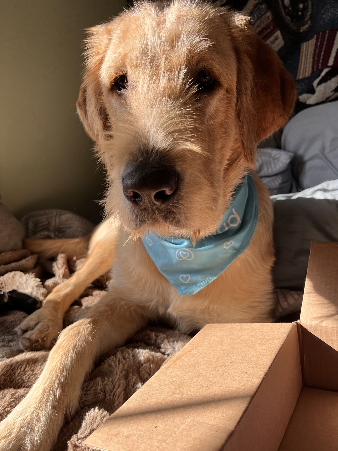 Customer photo review of Turkey Meal Bites