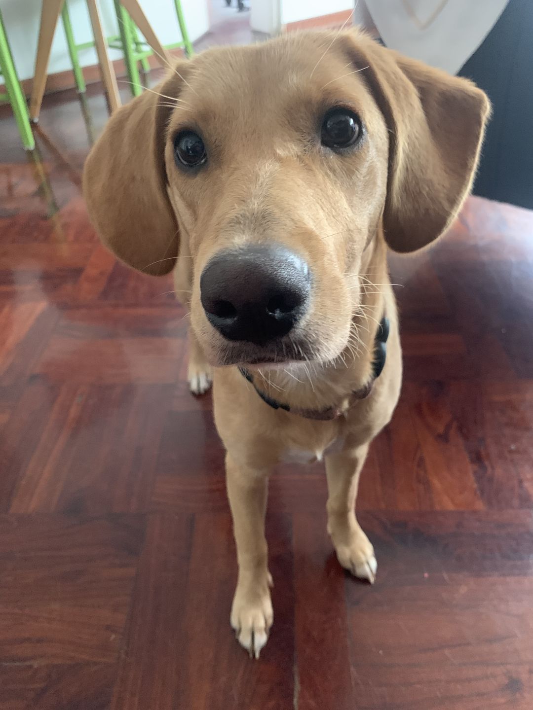 Customer photo review of Alimentación Natural - Barker Pavo