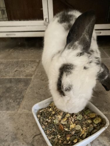 Seedzbox Ultimate Deluxe konijnenvoer 1,8 kg met groente