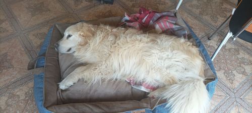 Customer photo review of Cama Para Perro Modelo Nido Kuapets Cafe - Azul Jeans