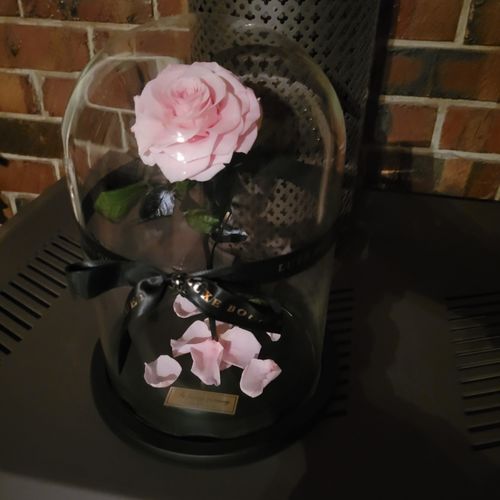 Customer photo review of The Everlasting Rose - Pink